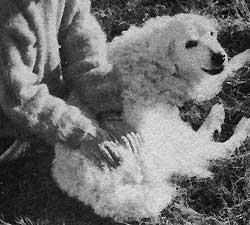 Reiki e cane