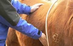 reiki e cavallo
