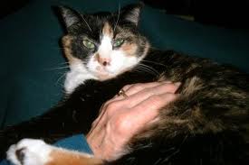 reiki e gatto
